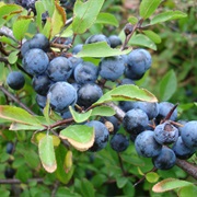 Blackthorn (Prunus Spinosa)