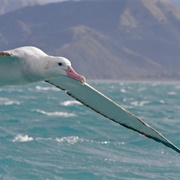 Antipodean Albatross