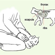 Perform the Heimlich on a Cat