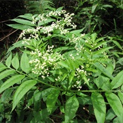 White Elderberry (Sambucus Gaudichaudiana)