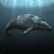 Gray Whale