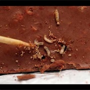 Maggot Chocolate