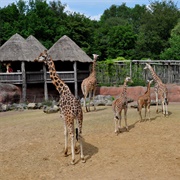Gaiazoo, Kerkrade, Netherlands