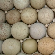 Partridge Egg