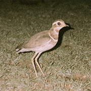 Jerdon's Courser