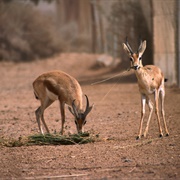 Shaumari Wildlife Reserve, Jordan