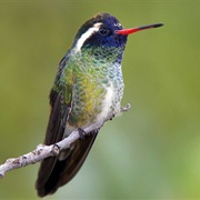 White-Eared Hummingbird