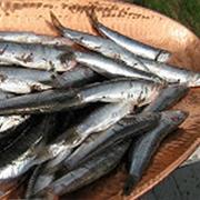Collioure Anchovy