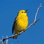 Yellow Warbler