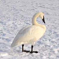 Taltree Arboretum & Gardens