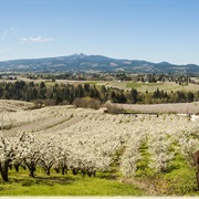 Orchard City, Colorado