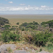 Serengeti Plain, Tanzania