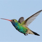 Hummingbird