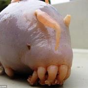 Sea Pig