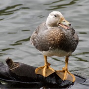 Steamer Duck