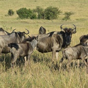 Discover the Travelling Routs of Animals