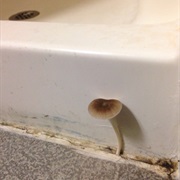 You've Lived With Mold and Fungus.