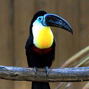 Channel-Billed Toucan