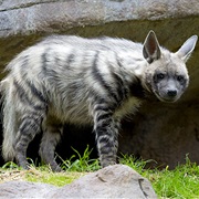 Striped Hyena