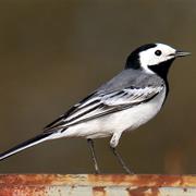 White Wagtail