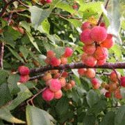 Creek Plum (Prunus Rivularis)