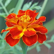 French Marigold (Tagetes Patula)