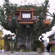 Treehouse