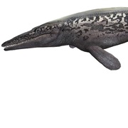 Tylosaurus