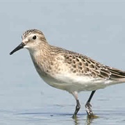 Baird's Sandpiper