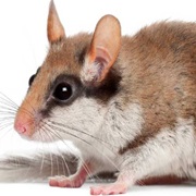 Guadalcanal Rat (Possibly Extinct)