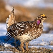 Sharp-Tailed Grouse