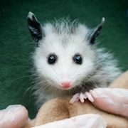 Opossum