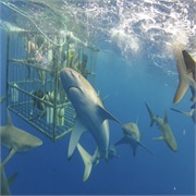 Do a Shark Cage