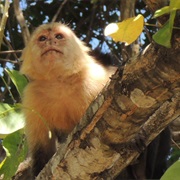 Pura Vida Garden Costa Rica