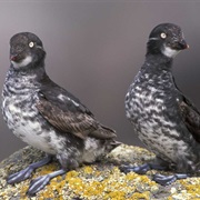 Least Auklet