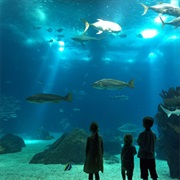 Go to Europe's Biggest Aquarium in Lisbon