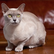 Burmese Cat