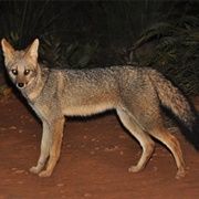Hoary Fox (Lycalopex Vetulus)