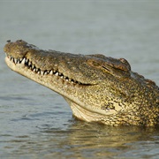 A Crocodile's Tongue Is Unmovable, It's Attached to the Roof of Its Mouth.