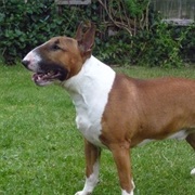 English Bull Terrier
