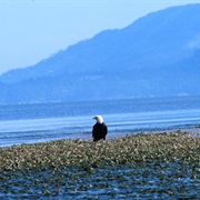 Padilla Bay National Estuarine Research Reserve