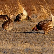 Arrowwood National Wildlife Refuge
