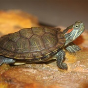 Red-Eared Slider