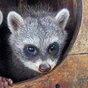 Racoon