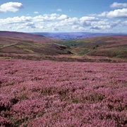 Moorland