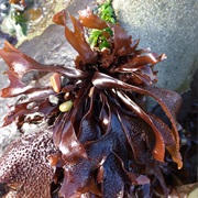 Turkish Washcloth (Mastocarpus Papillatus)