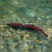 Salmon Spawn, Southeast Alaska