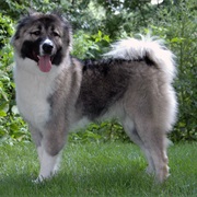 Caucasian Ovcharka