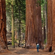 Go See the Giant Sequoia Trees