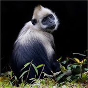 White-Headed Langur